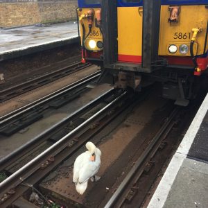 Services were held up after a swan sat on the train tracks at Kingston Station. Photo credit: Shani Kotecha 