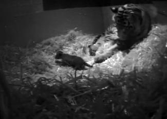 Newborn lion-cub with mother in London Zoo.