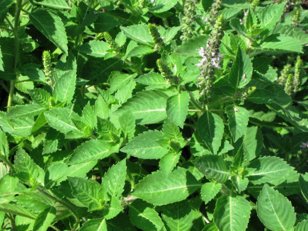 Rama-Tulsi-ready-for-Harvest