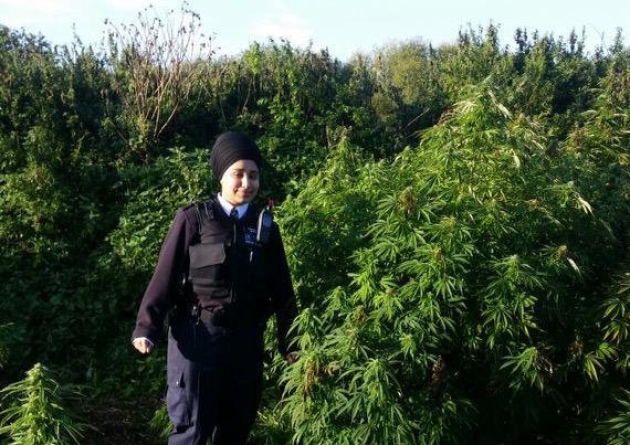 Neighbours had no clue about Kingston’s cannabis forest