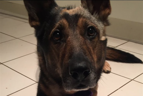 Video: Stabbed police dog showered with gifts by Kingston residents