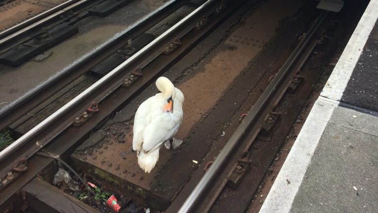 Swan on train tracks causes delay in Kingston
