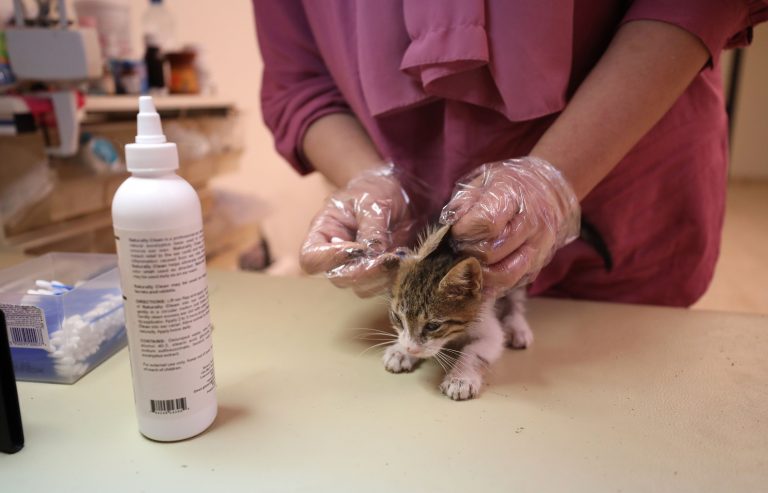 Coronavirus: Can it affect  your pets?