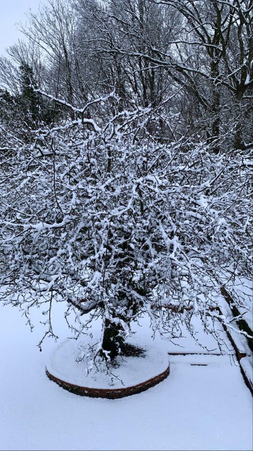 Tree covered in snow