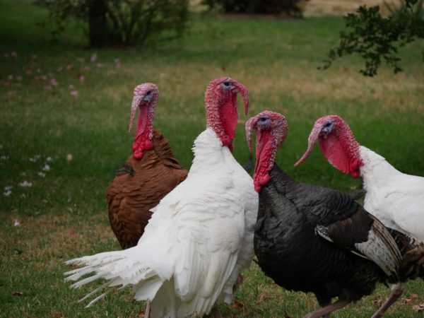 turkeys in a field