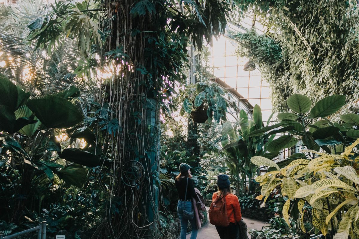 a leafy conservatory