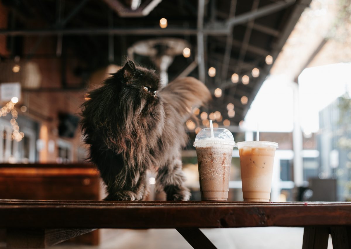 Cat on a table next to coffee