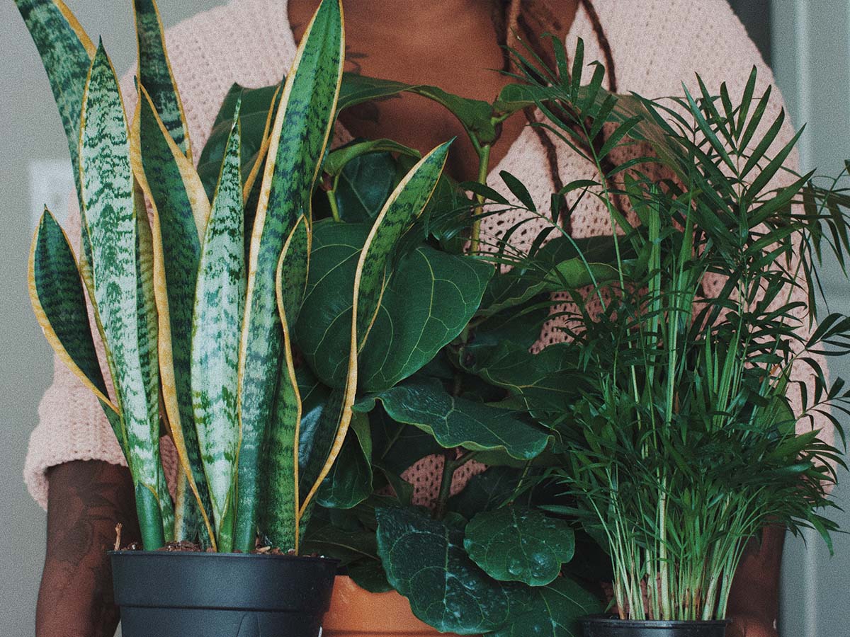 Person holding three house plants.
