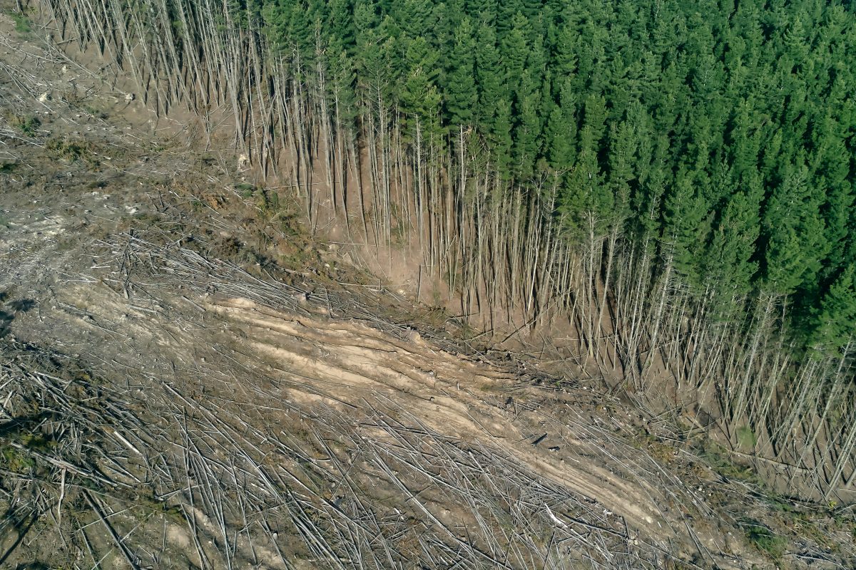 Tress being cut down