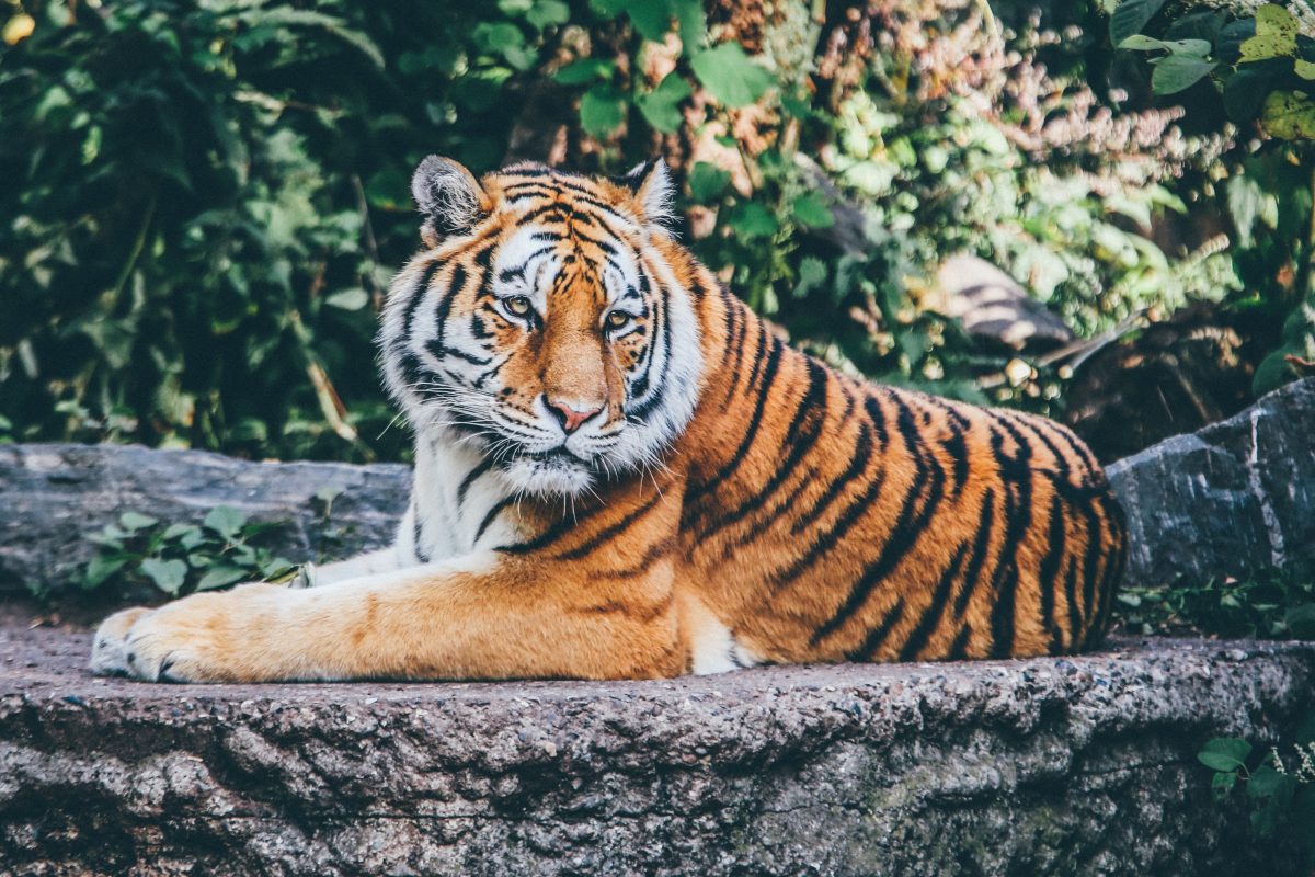 Tiger in a zoo.