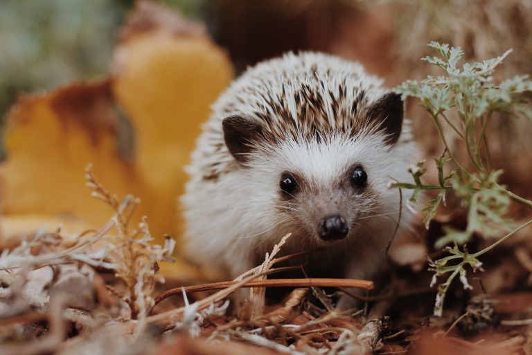 KUHoglets ‘Going for Gold’ in the Hedgehog Friendly Campus initiative