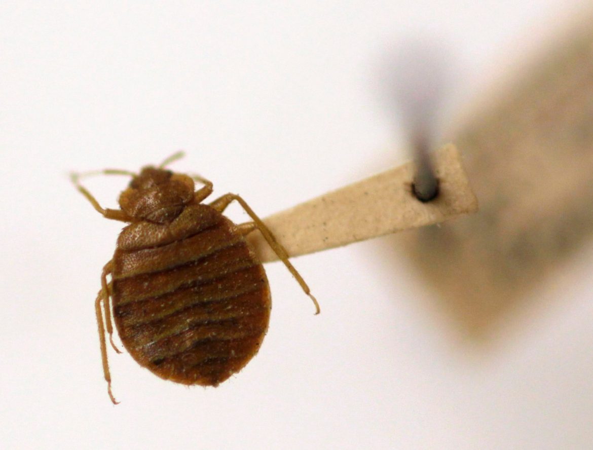 Bedbugs, a ‘disgusting’ flat and exhaustive moves: A housing nightmare story