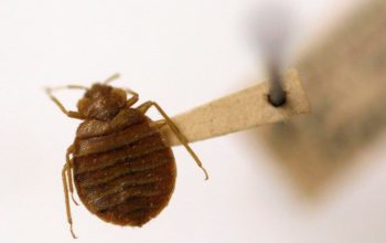 A bedbug
