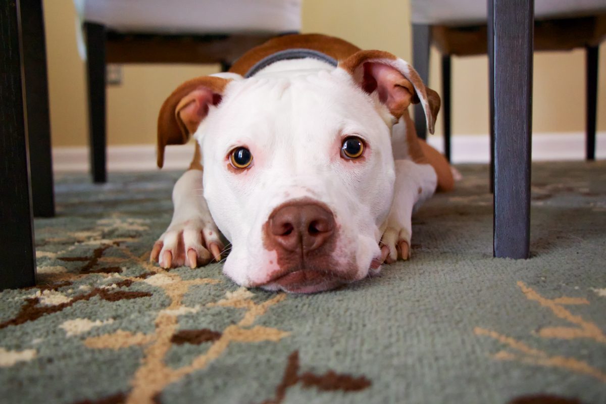 Dog lying on rug under table after being spooked by fireworks