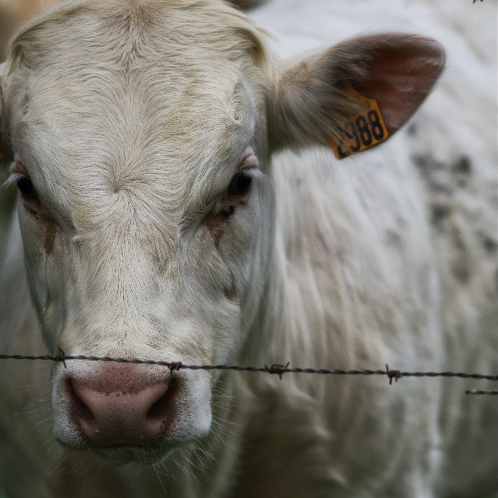 Close up of a cow
